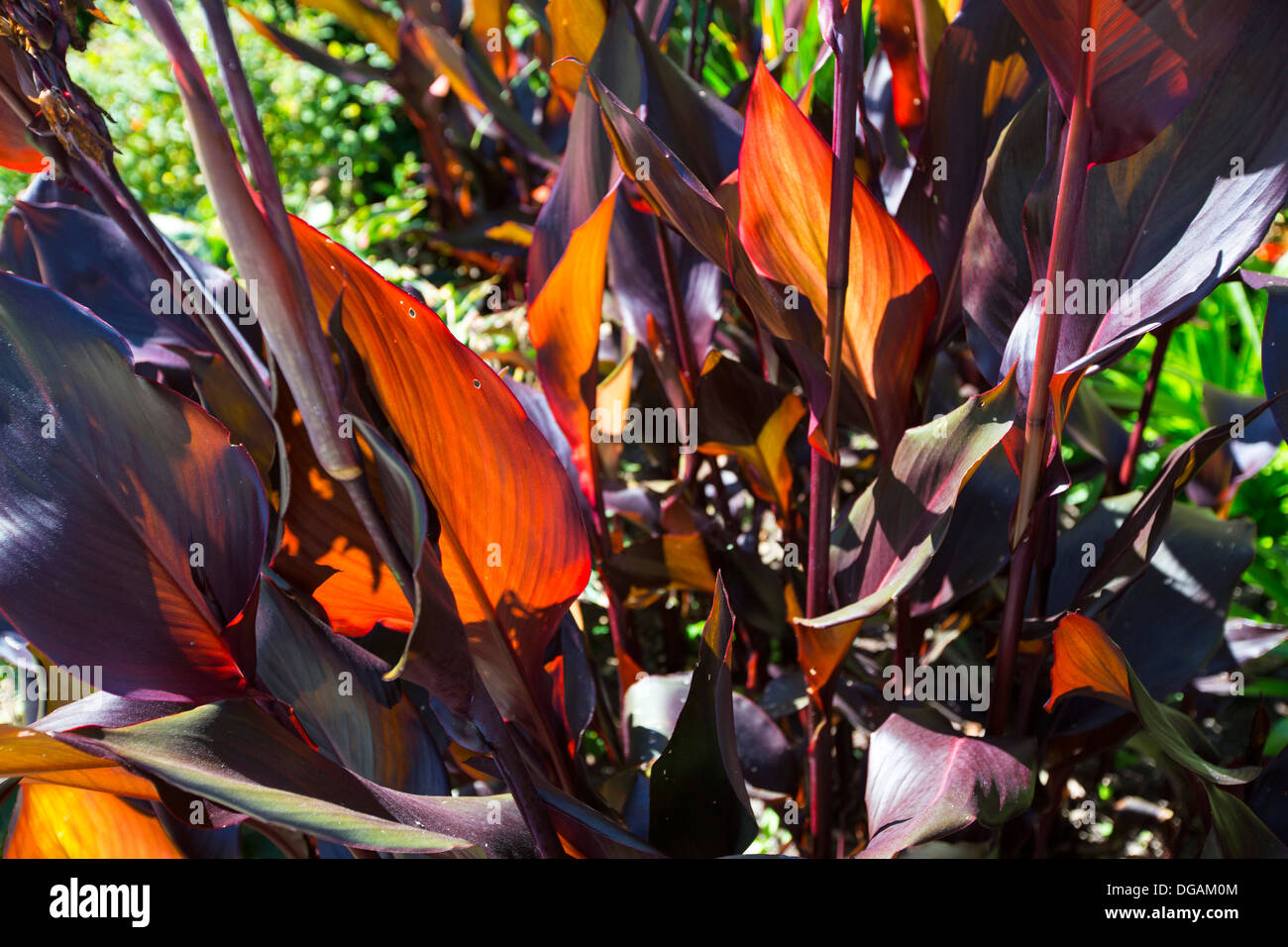 Dark purple foliage hi-res stock photography and images - Alamy