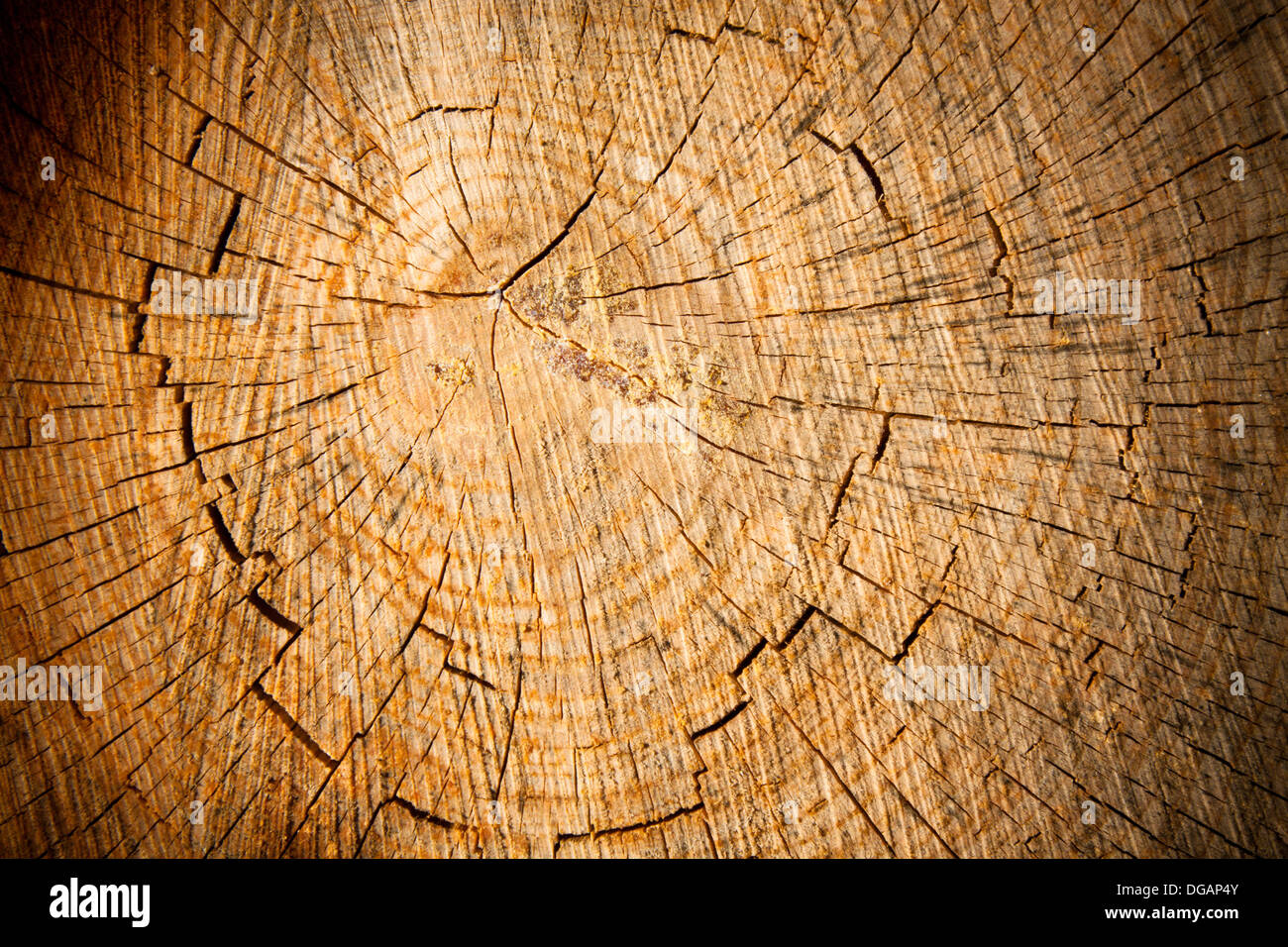 Pine tree stump close up Stock Photo Alamy