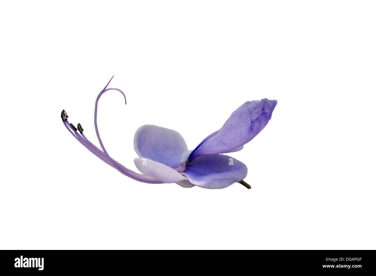 The flower of the blue butterfly bush isolated on white background Stock Photo