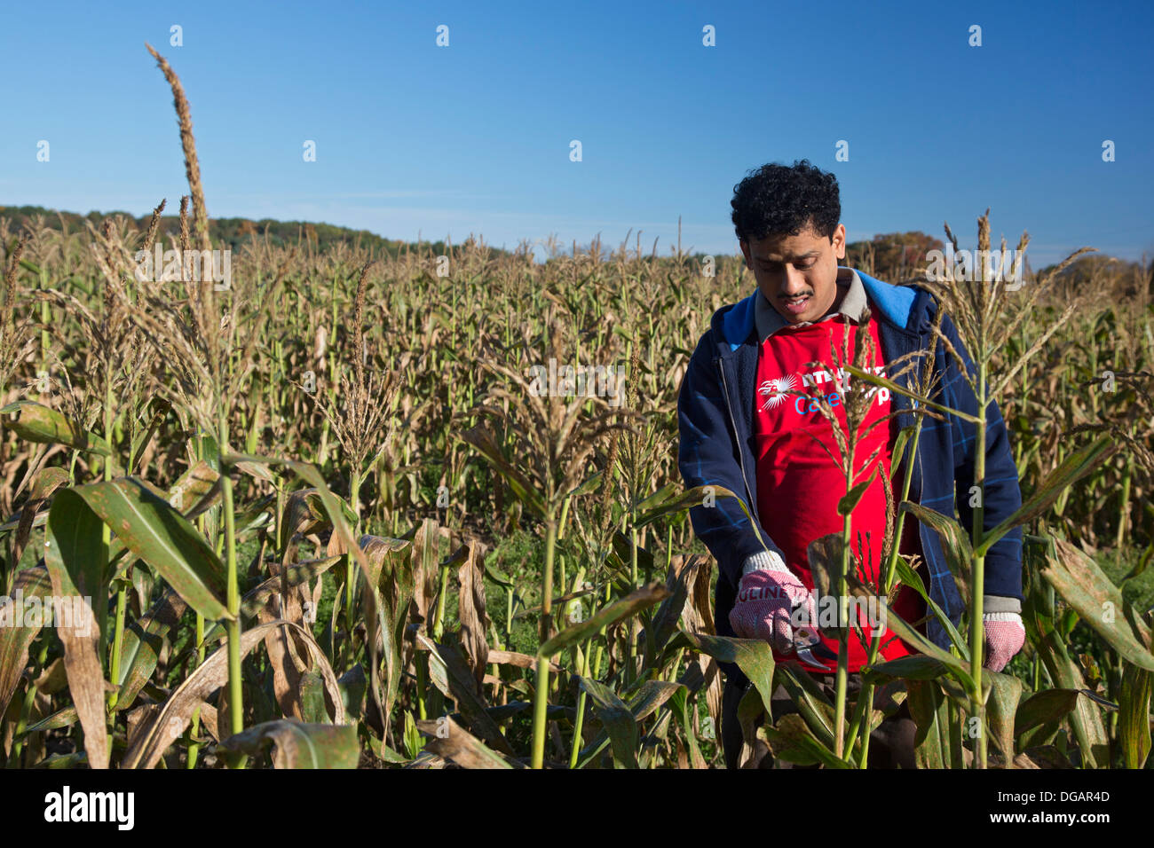 Volunteers work in corn field for charity that distributes food to the hungry. Stock Photo