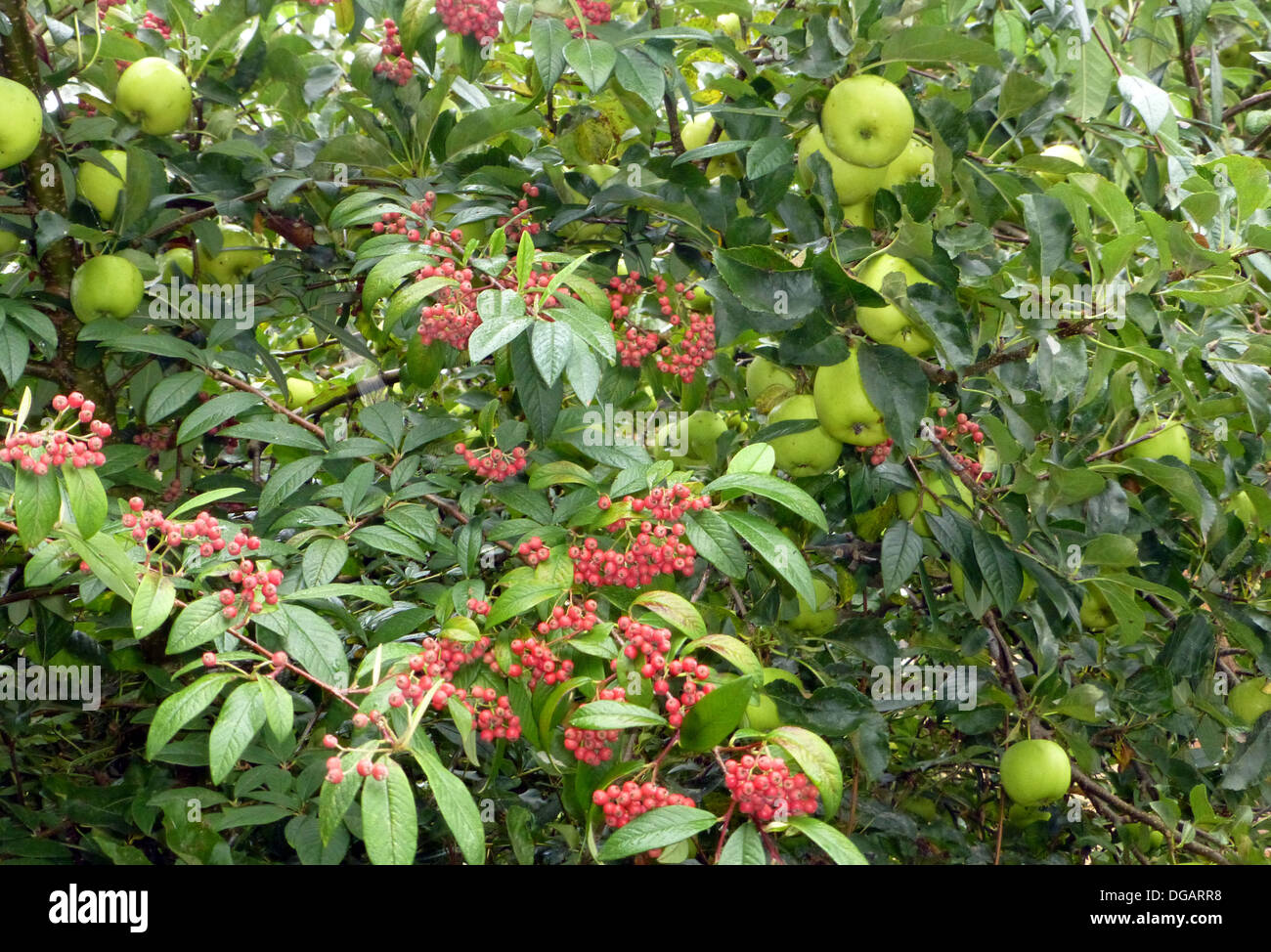 Nature Autumn Harvest Fruit Berries Apples Stock Photo