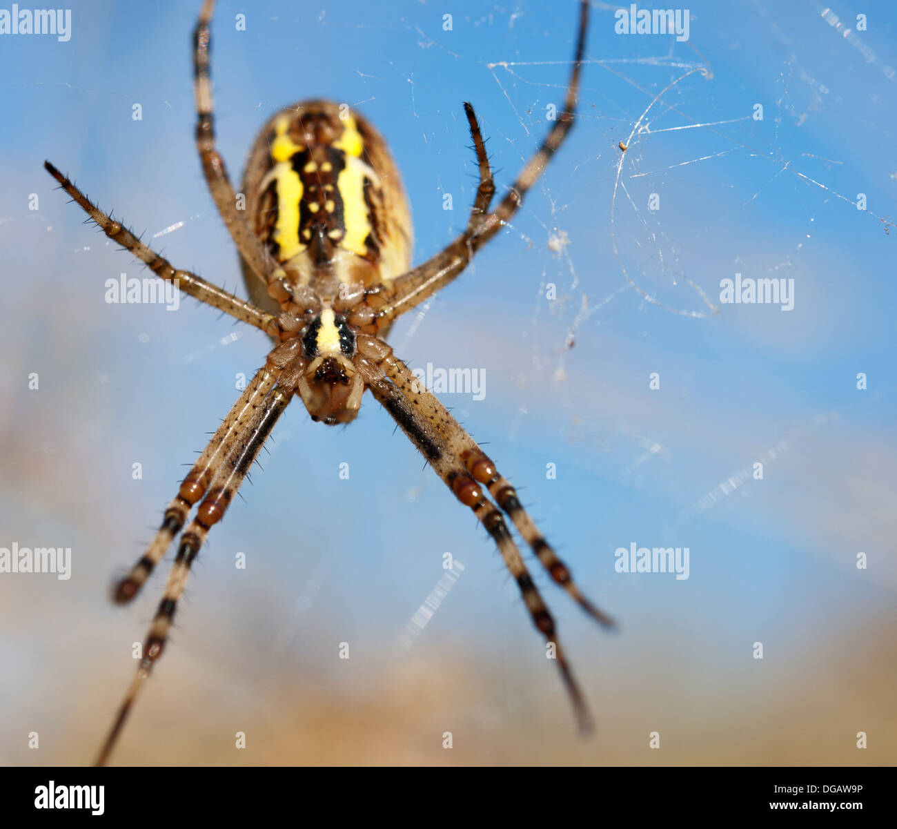 spider on a background blue sky Stock Photo