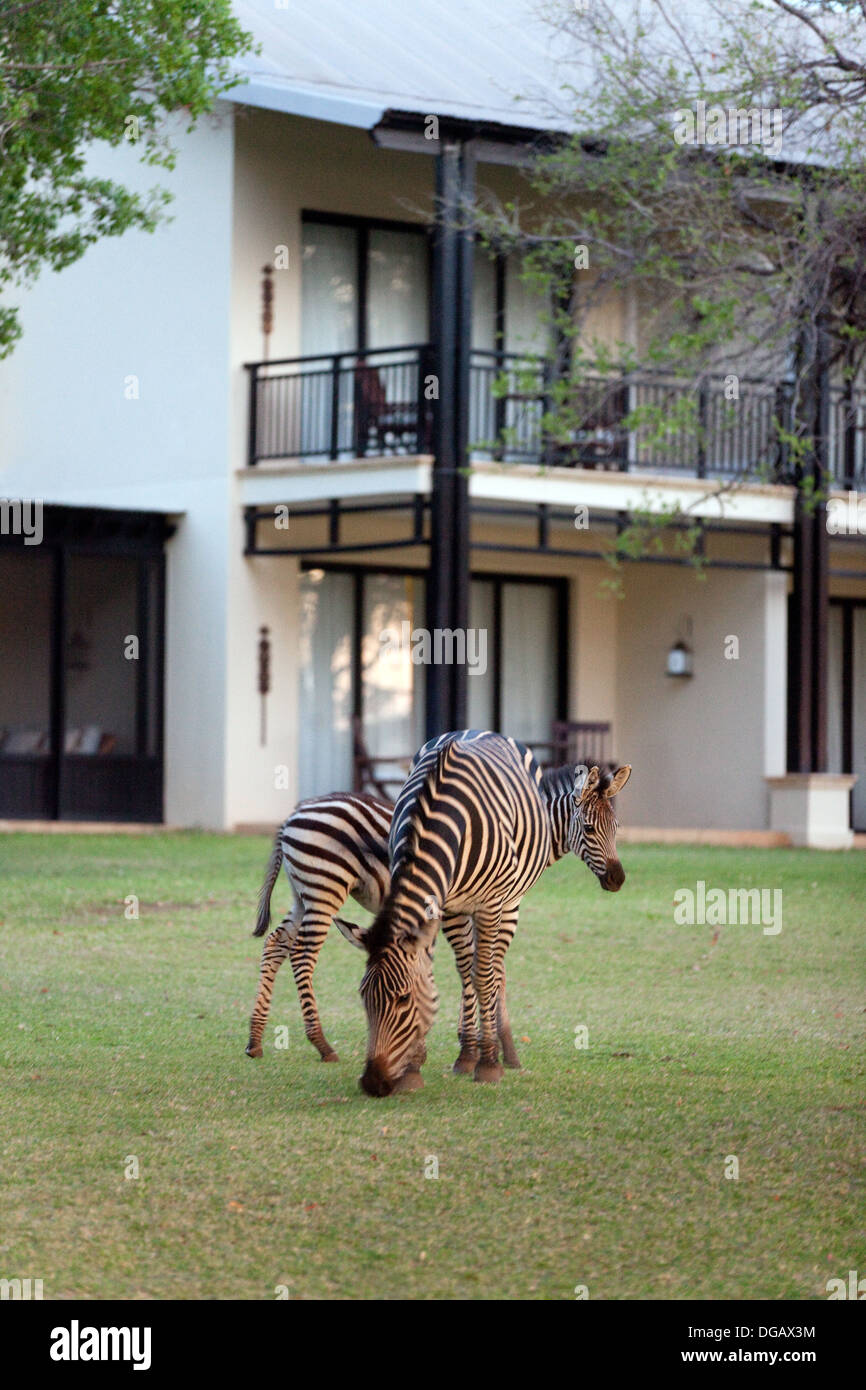 Mother and baby common zebras in the grounds of the Royal Livingstone Hotel, Victoria Falls, Zambia Africa Stock Photo