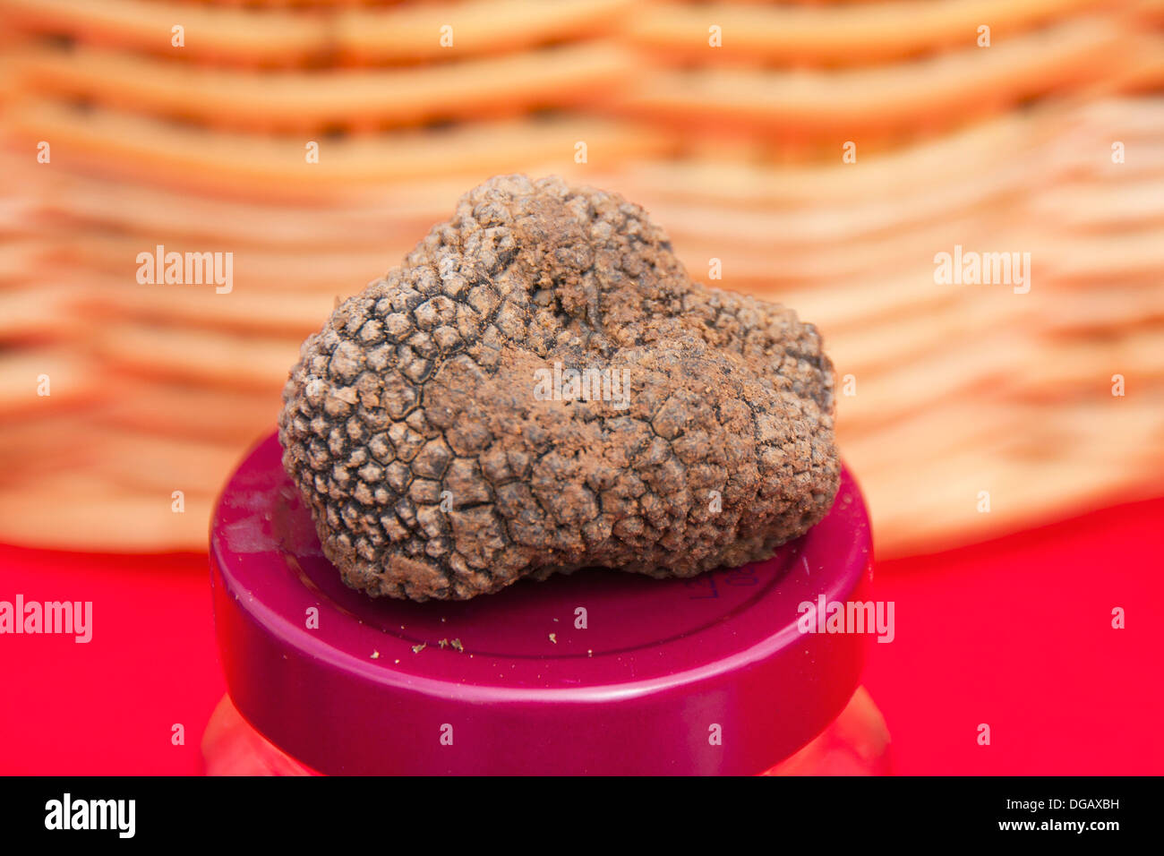 tuber-melanosporum-truffle-fungus-black-truffle-perigord-truffle-is-DGAXBH.jpg