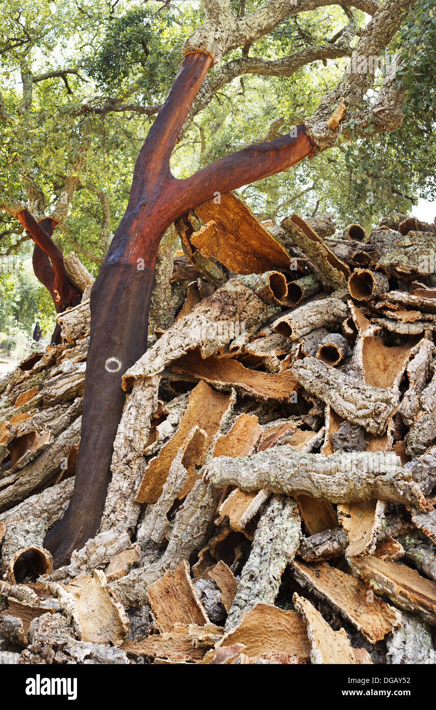 Cork harvesting in Portugal Stock Photo