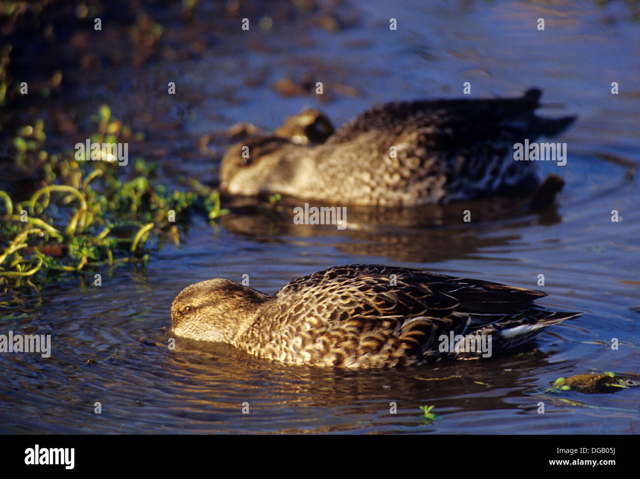 Hen or female green-winged teal ducks (Anas carolinensis) or greenwing teals feeding in a marsh near Port Aransas Texas Stock Photo