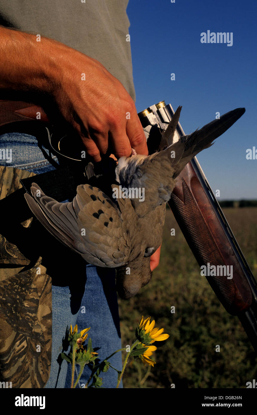 Mourning doves (Zenaida macroura) and a shotgun during dove hunting