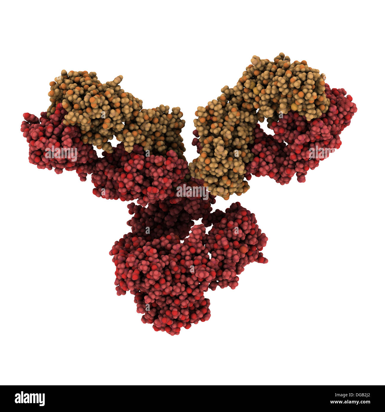 IgG1 monoclonal antibody (immunoglobulin). Play essential role in ...