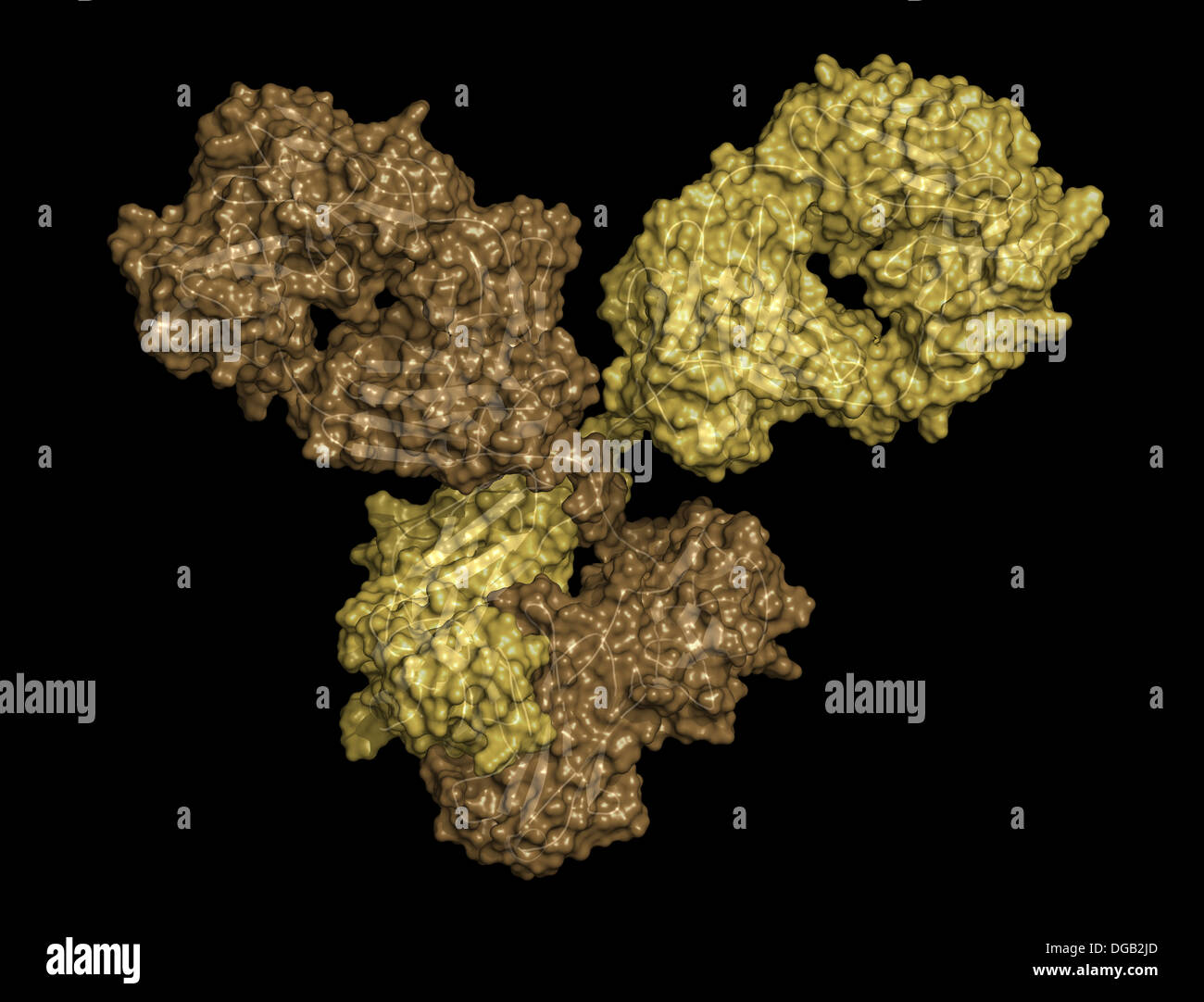 IgG1 monoclonal antibody (immunoglobulin). Play essential role in ...