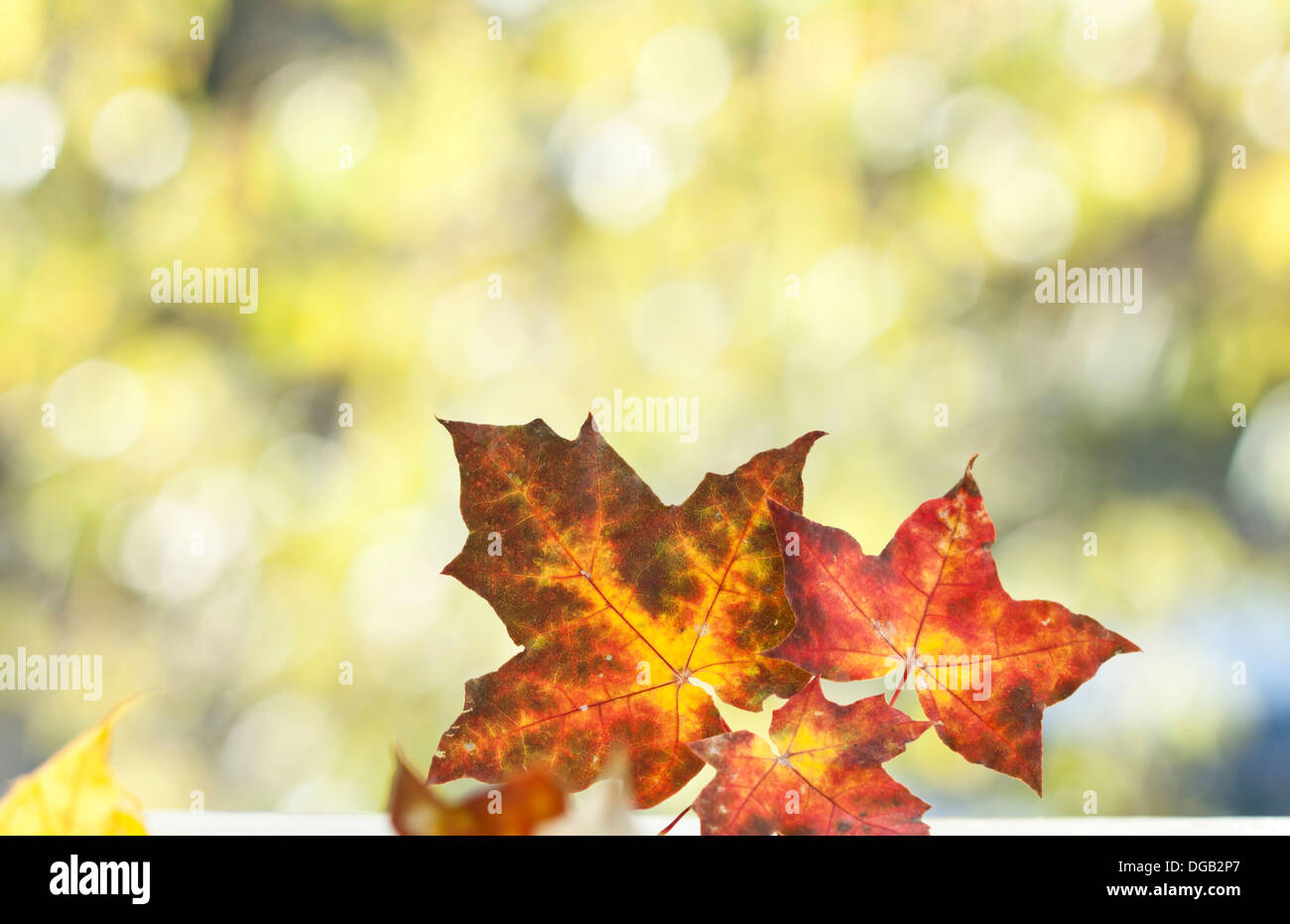 Gold striped leaves hi-res stock photography and images - Alamy