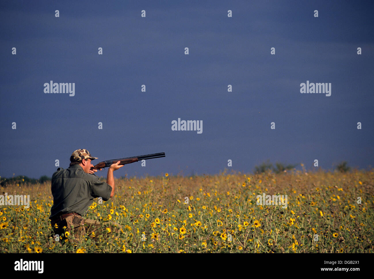 A dove hunter shoots ate doves while hunting in a sunflower field near