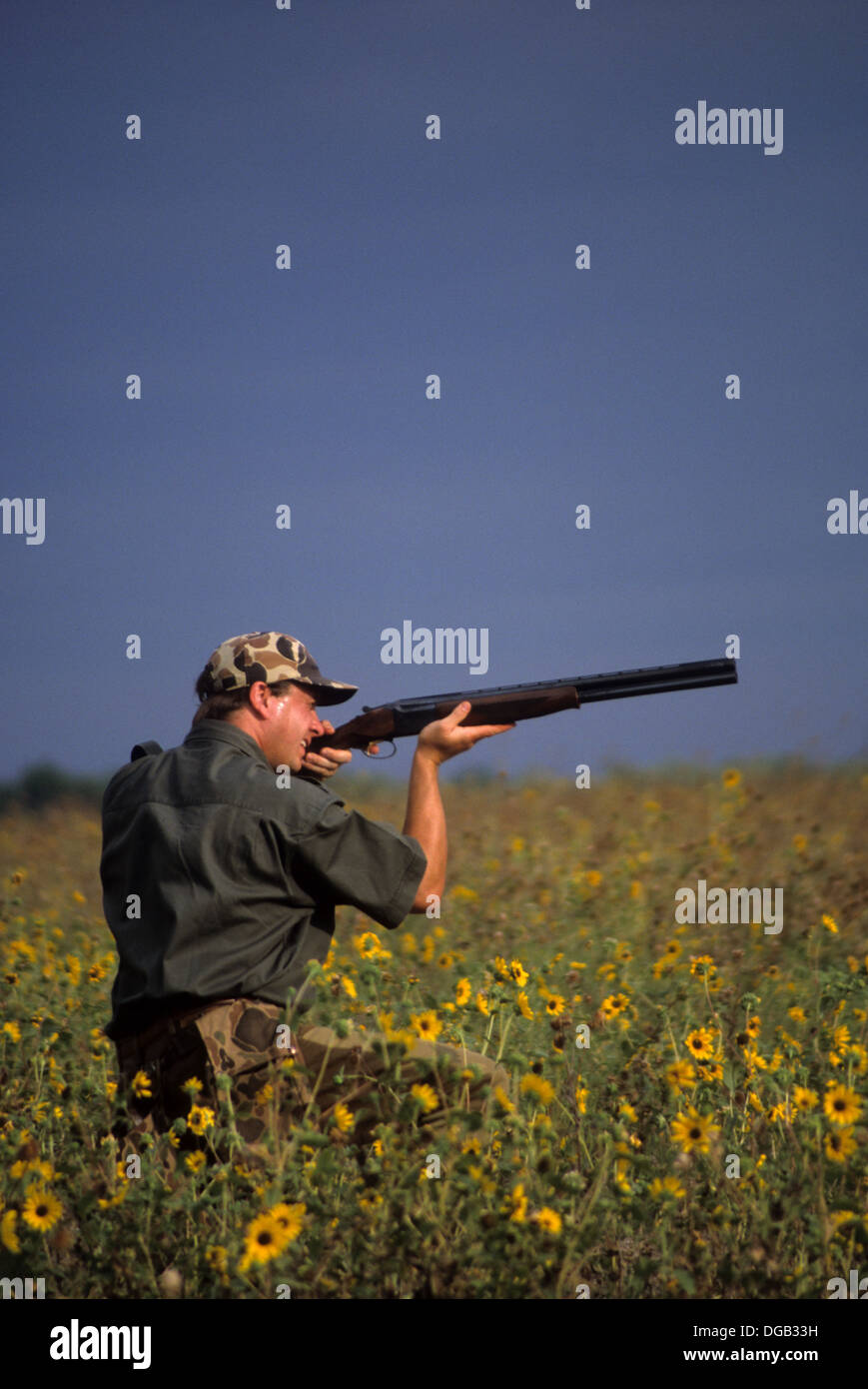Dove hunt sunflowers hires stock photography and images Alamy