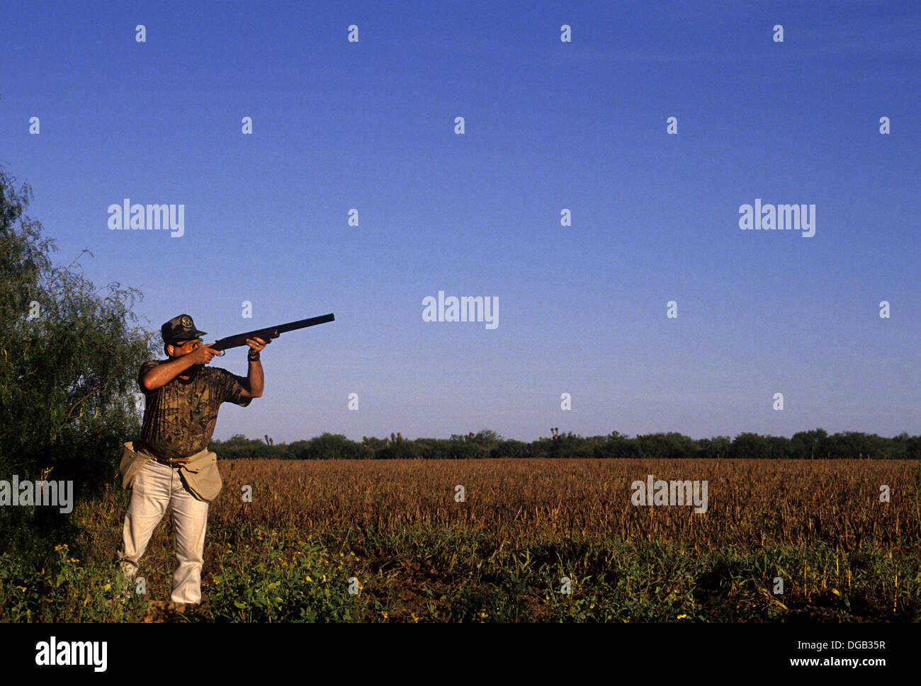 A dove hunter shoots ate doves while hunting in a sunflower field near