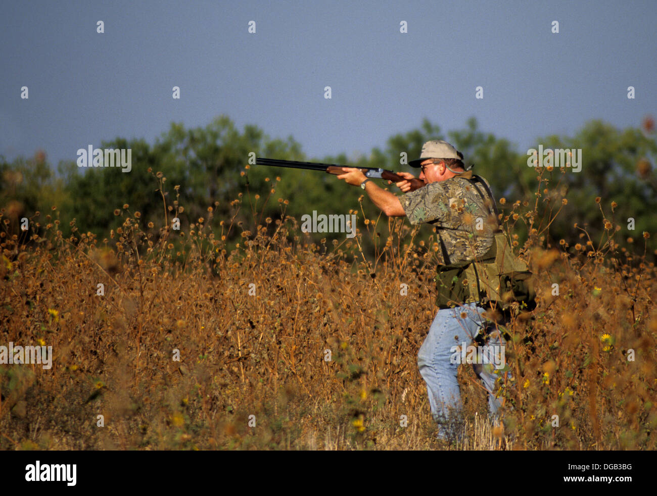 A dove hunter shoots ate doves while hunting in a sunflower field near