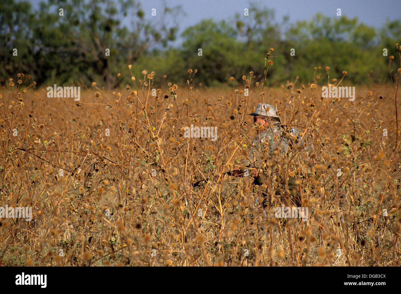 Dove hunt sunflowers hires stock photography and images Alamy
