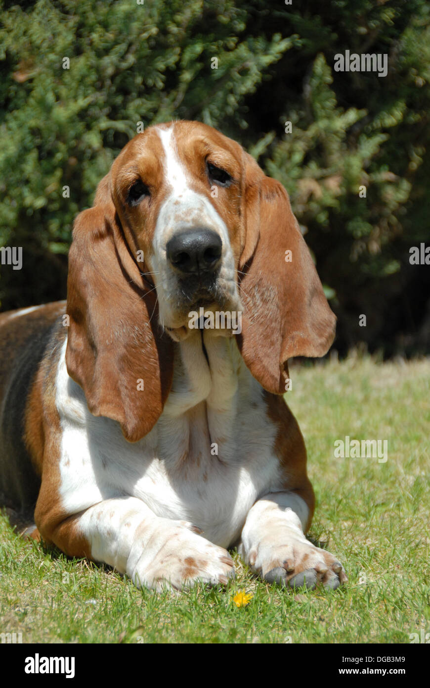 basset hound and bloodhound