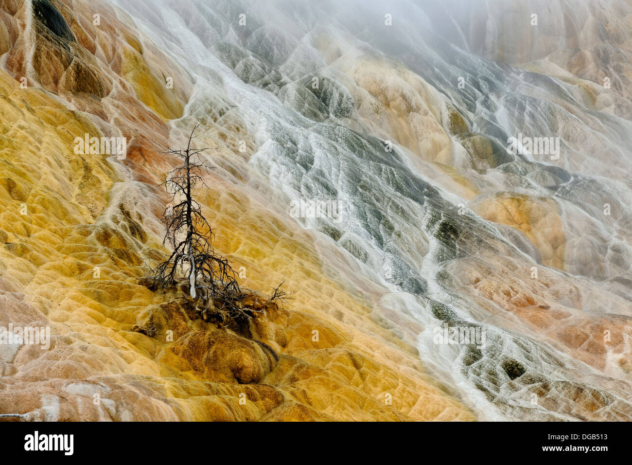 Dead snags in the mineralized hot spring outflow from Mammoth Hot ...