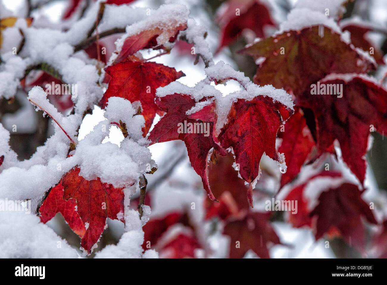 Snow melting on a tree with red leaves Stock Photo Alamy