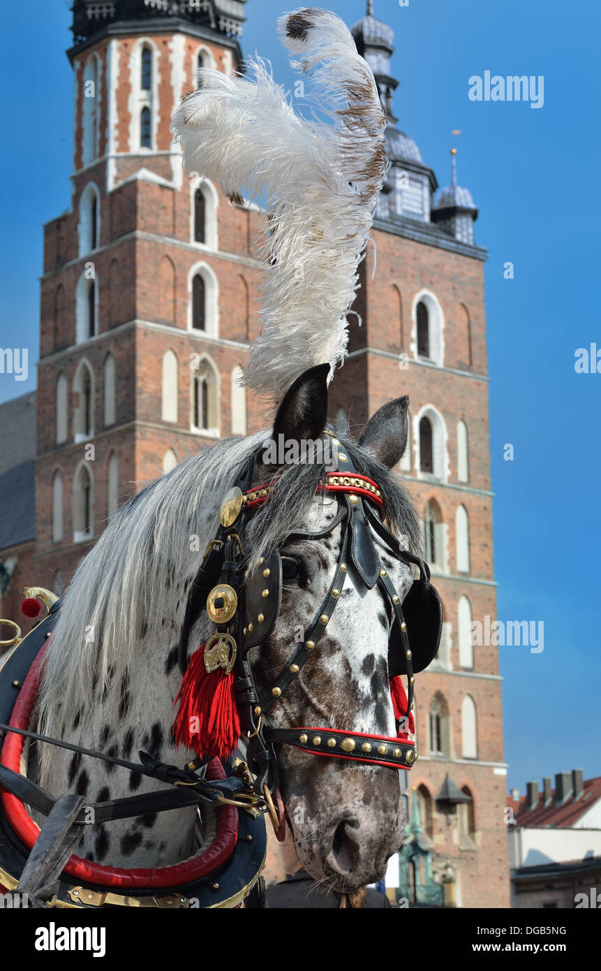 one horse in cariage Stock Photo