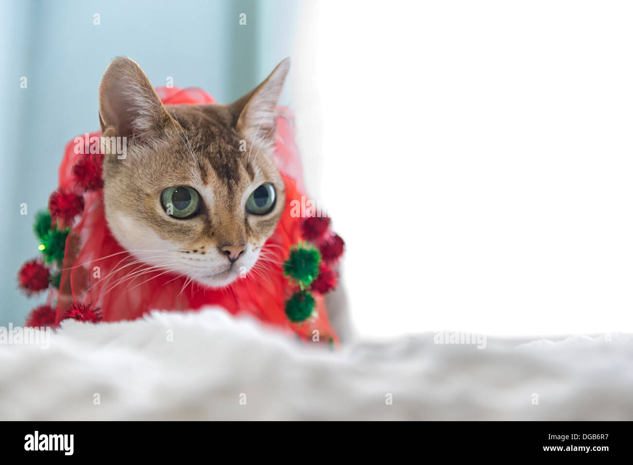 Christmas Cat, a Singapura, on snow white, at side of bright window Stock Photo
