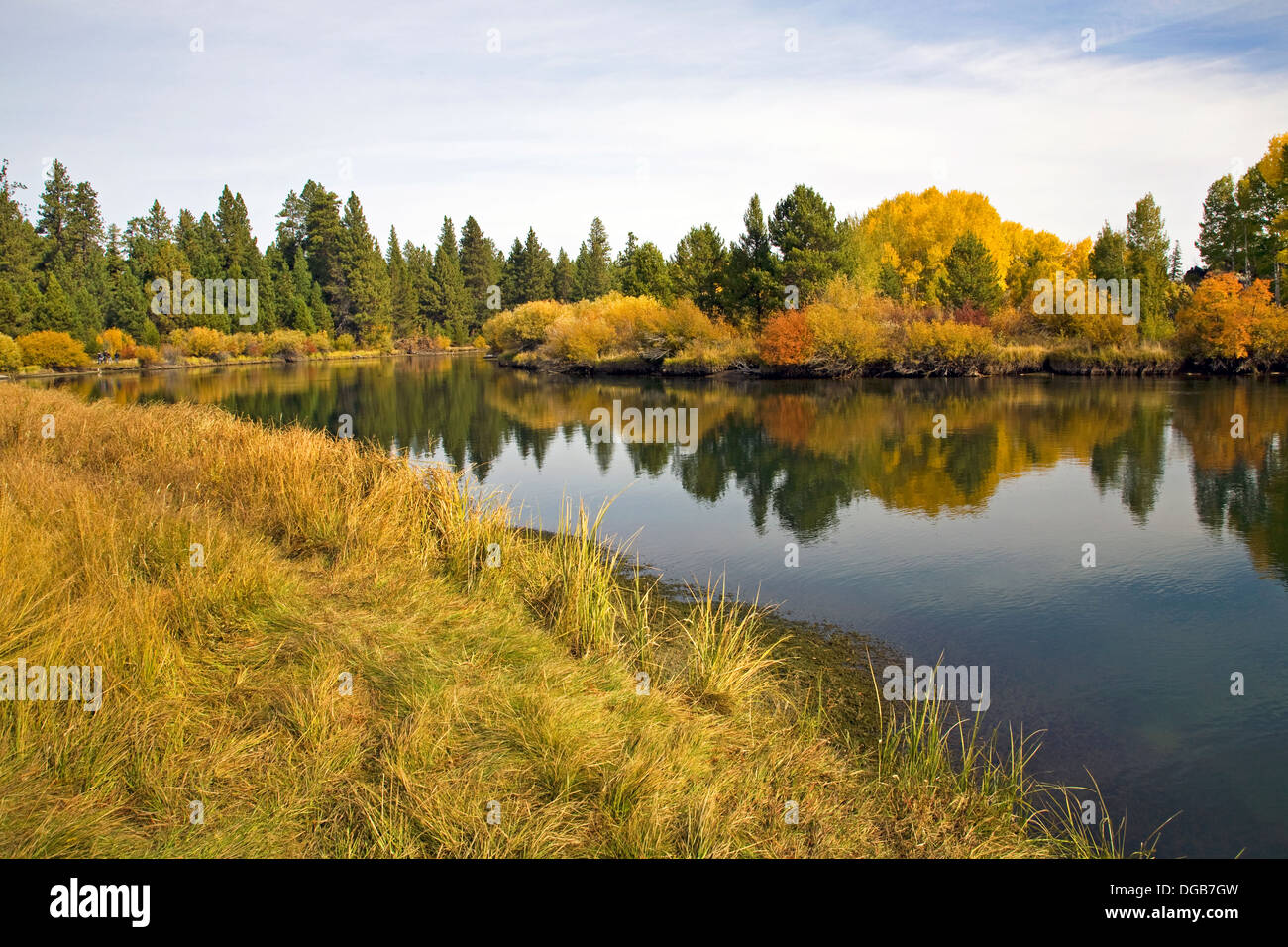 Aspen trees turn gold along the Deschutes River Trail near Bend, Oregon, in autumn Stock Photo