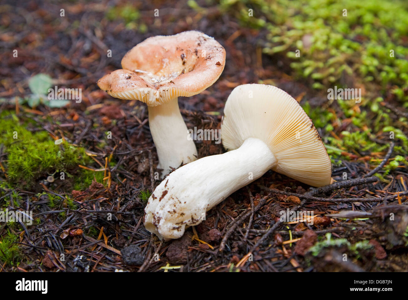 Russula fragilis, or fragile russula, a wild mushroom that grows in the pacific northwest Stock Photo