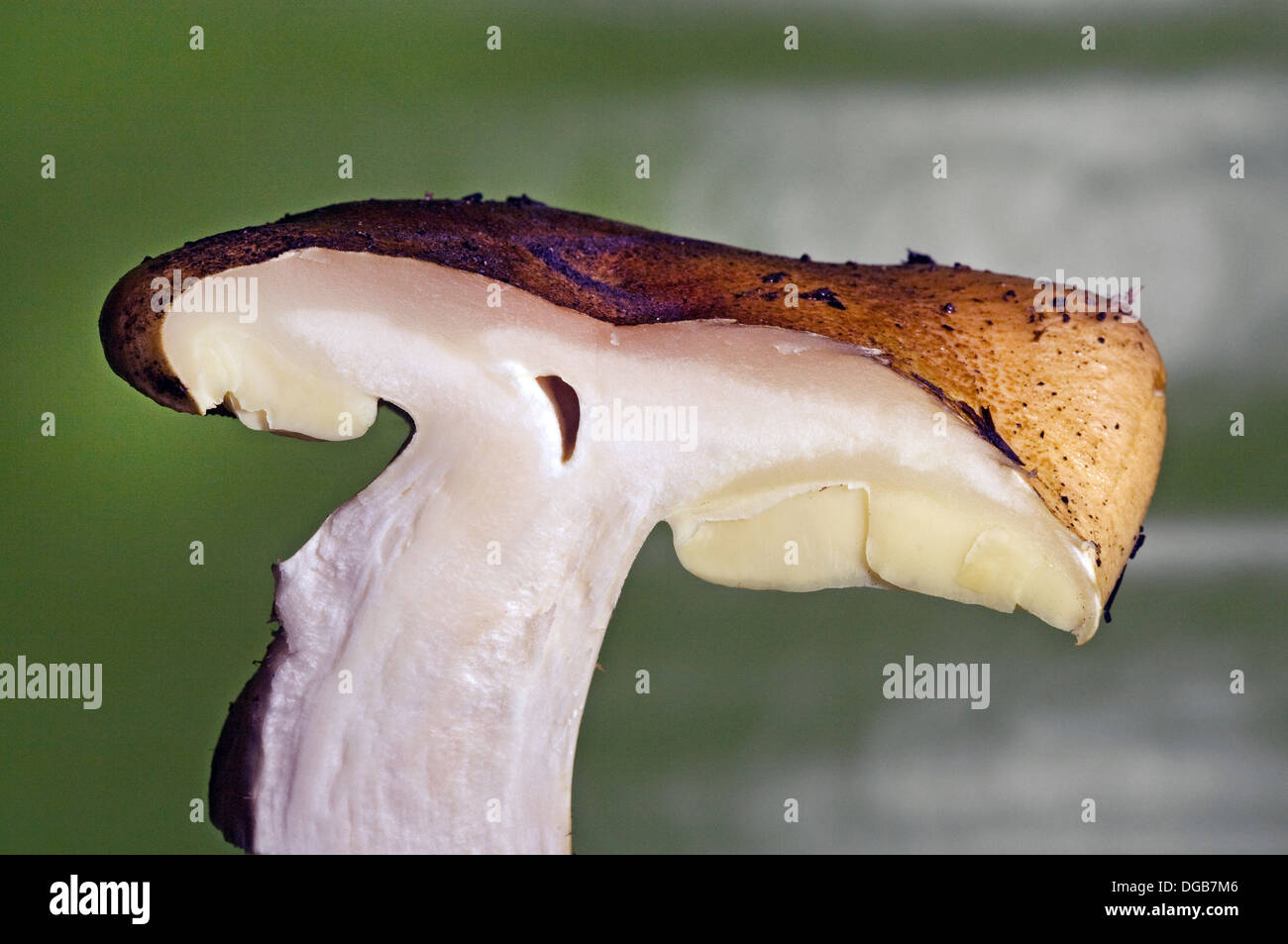 A wild mushroom with free gills, gills that never touch the stem Stock Photo
