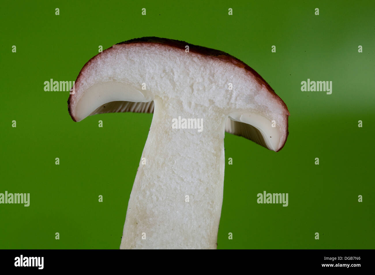 A wild mushroom with adnexed or lightly attached gills Stock Photo