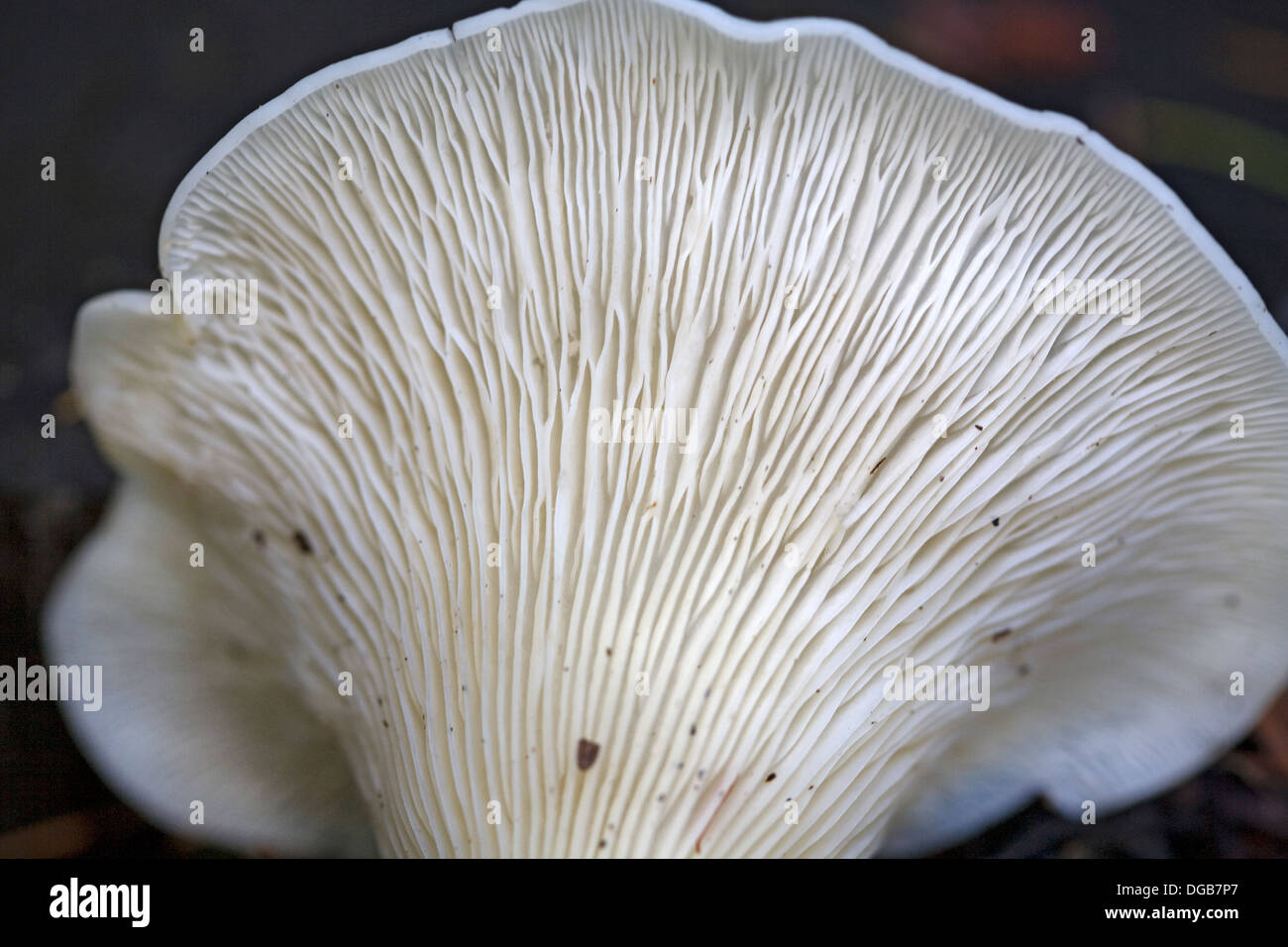 A wild mushroom with decurrent gills Stock Photo