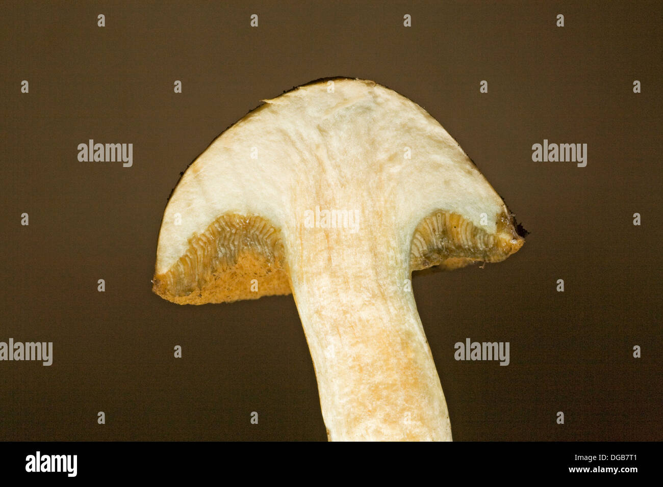 Close up of a pored or sponge mushroom Stock Photo