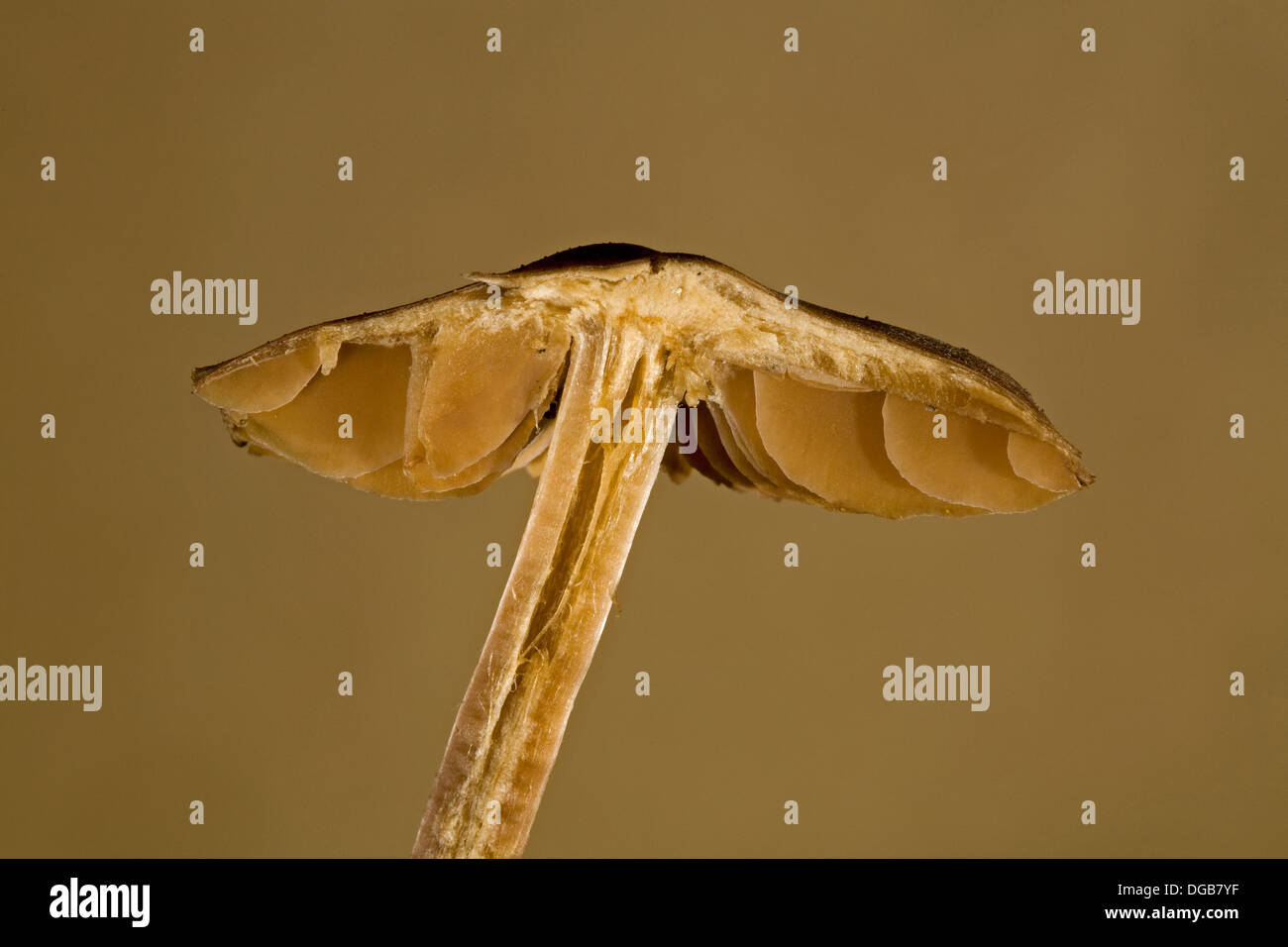 A mushroom with free gills, or unattached gills Stock Photo