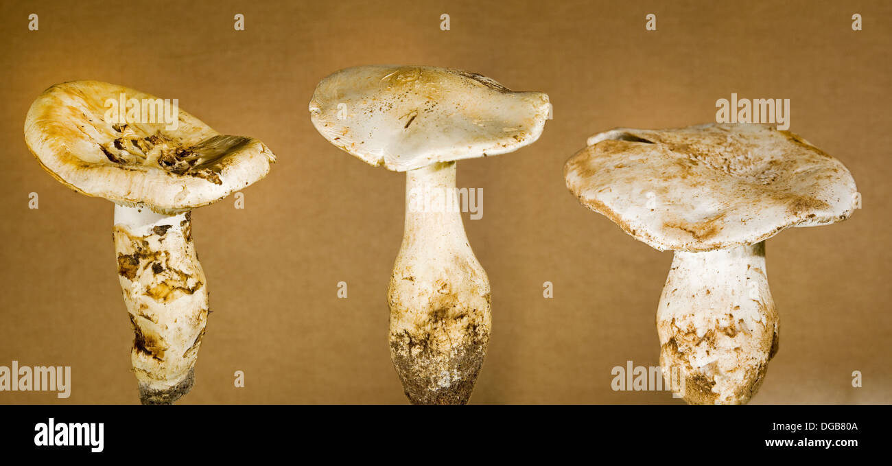 Lookalike mushrooms. Left, edible Matsutaki mushroom; middle and right, poisonous Amanita mushrooms Stock Photo