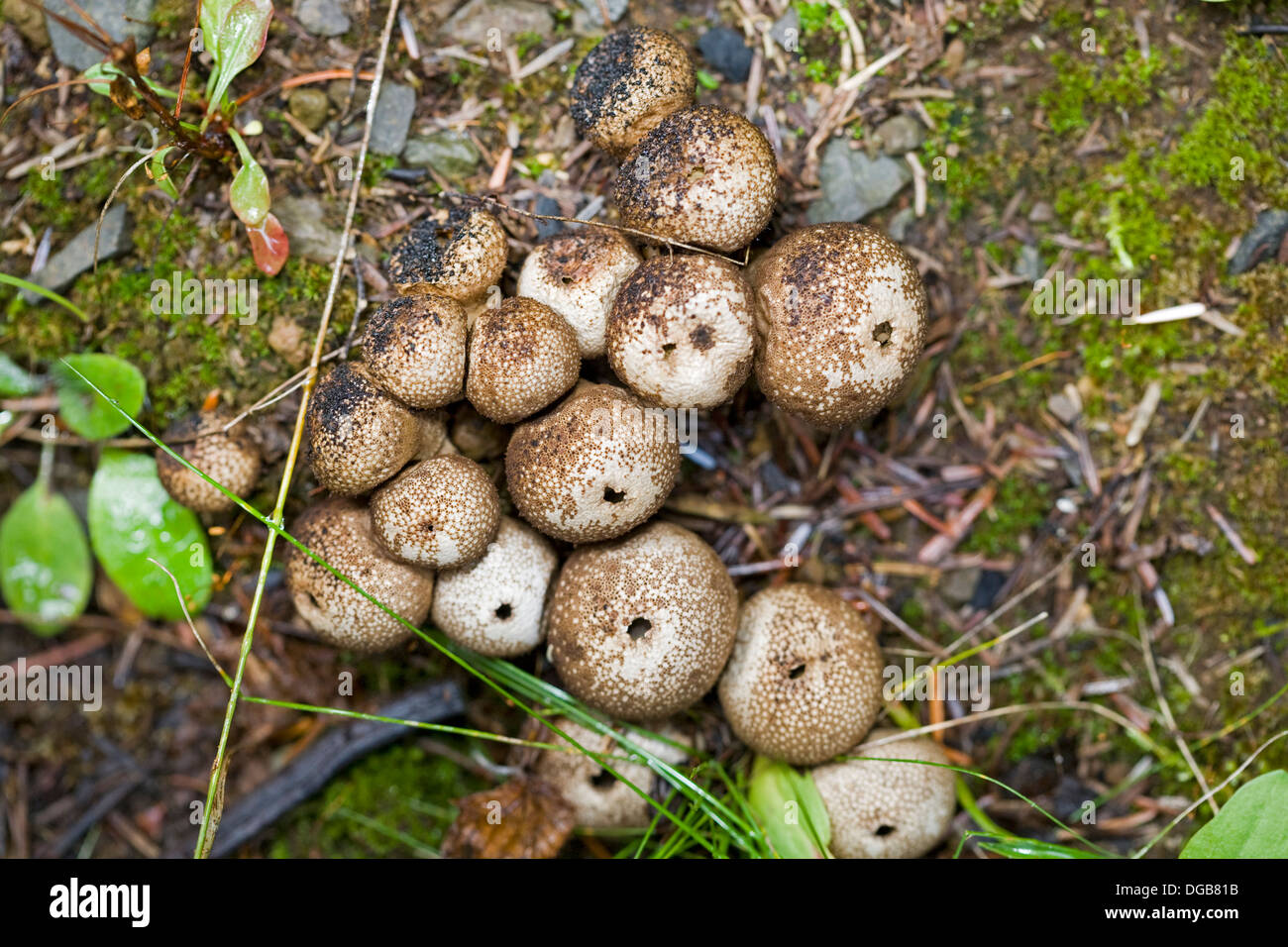 Northland Nature: Giant puffballs captivate among fall fungi - Duluth News  Tribune