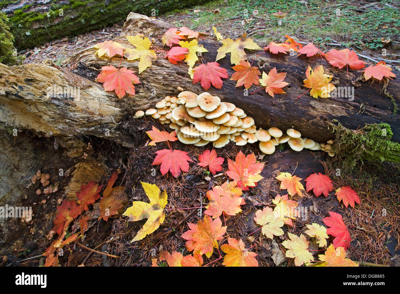 Hypholoma fasciculare mushrooms on an old conifer log in October, in the Pacific Northwest Stock Photo