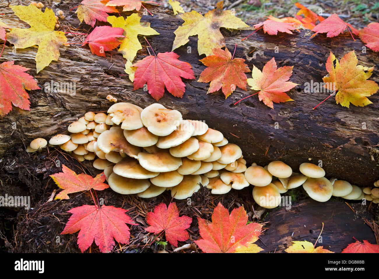 Hypholoma fasciculare mushrooms on an old conifer log in October, in the Pacific Northwest Stock Photo