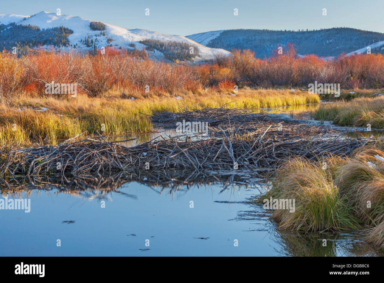 beaver dam on North Platte River above Northgate Canyon near Cowdrey, Colorado, in a fall scenery Stock Photo