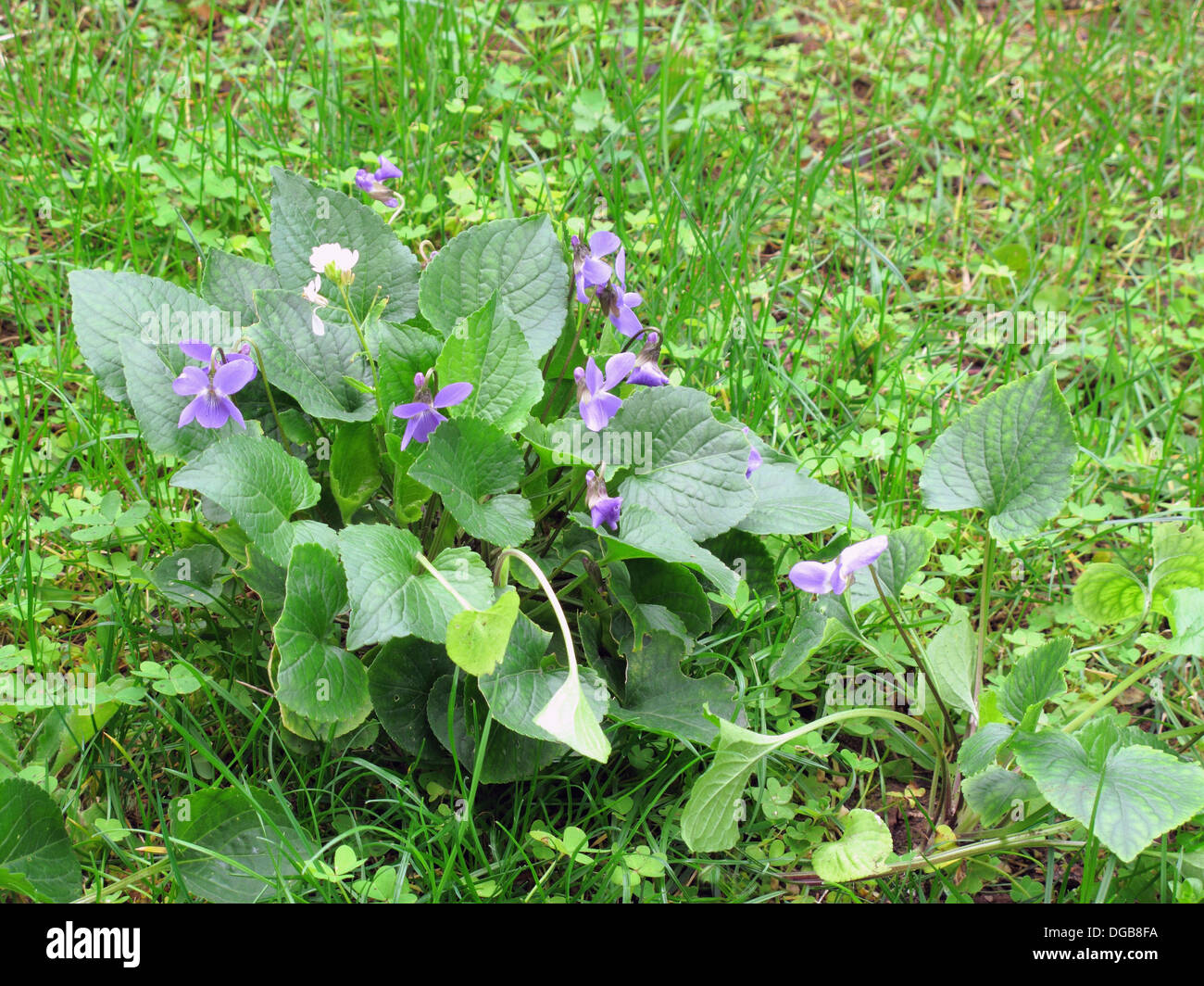 Wild Violet, Viola alba ssp dehnhardtii Stock Photo Alamy