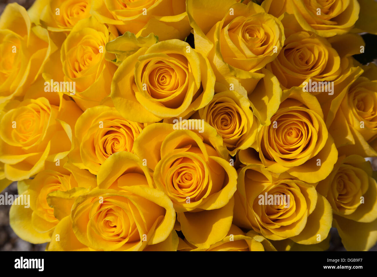 Many colors roses hi-res stock photography and images - Alamy
