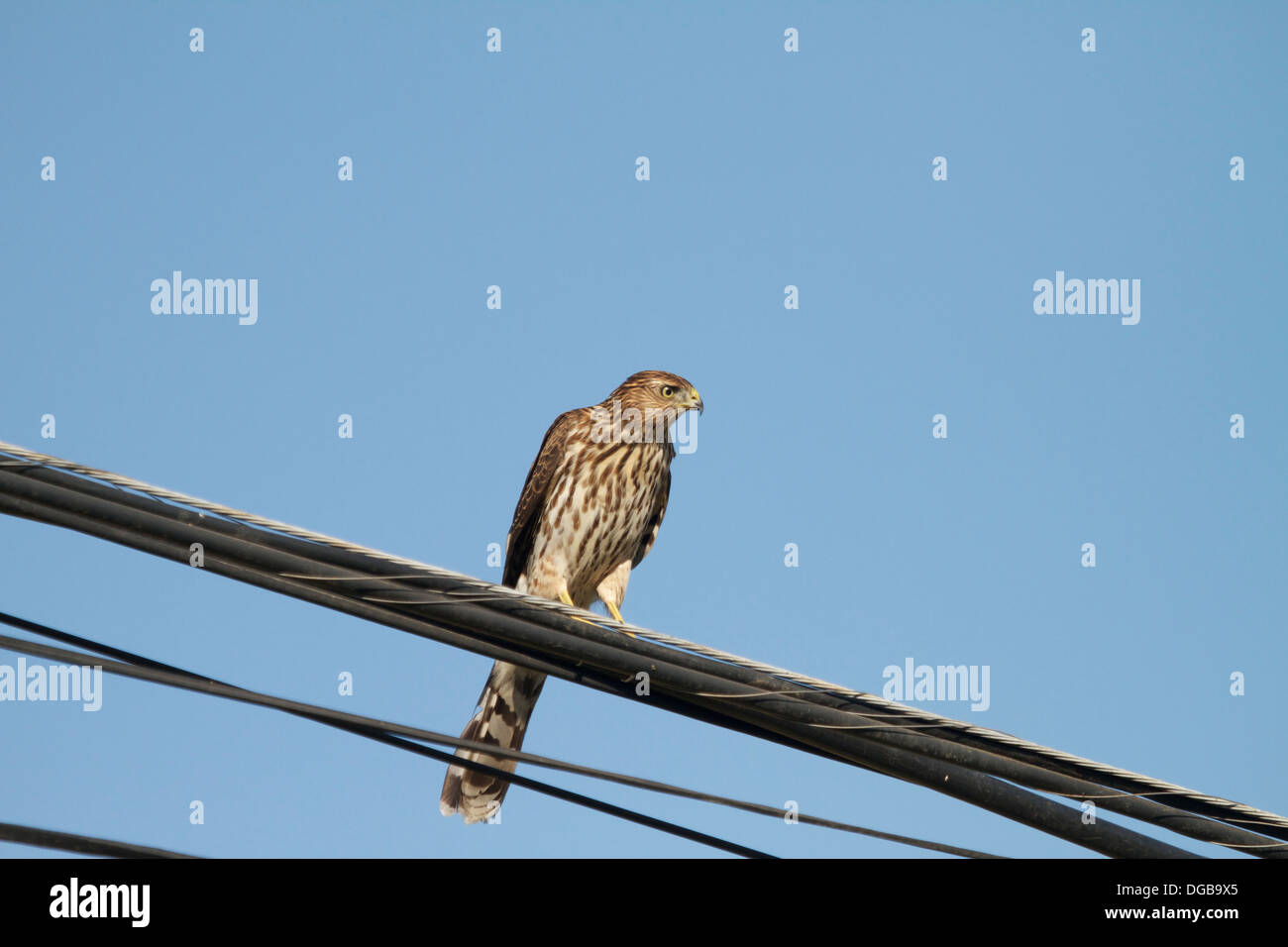 Coopers hawk Accipiter cooperii on power lines in an urban neighborhood Stock Photo