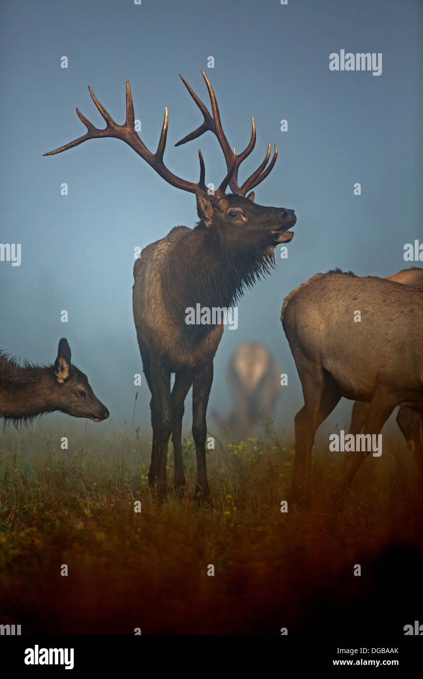 North American elk,(wapiti) Cervus elaphus, during rut, Pennsylvania ...