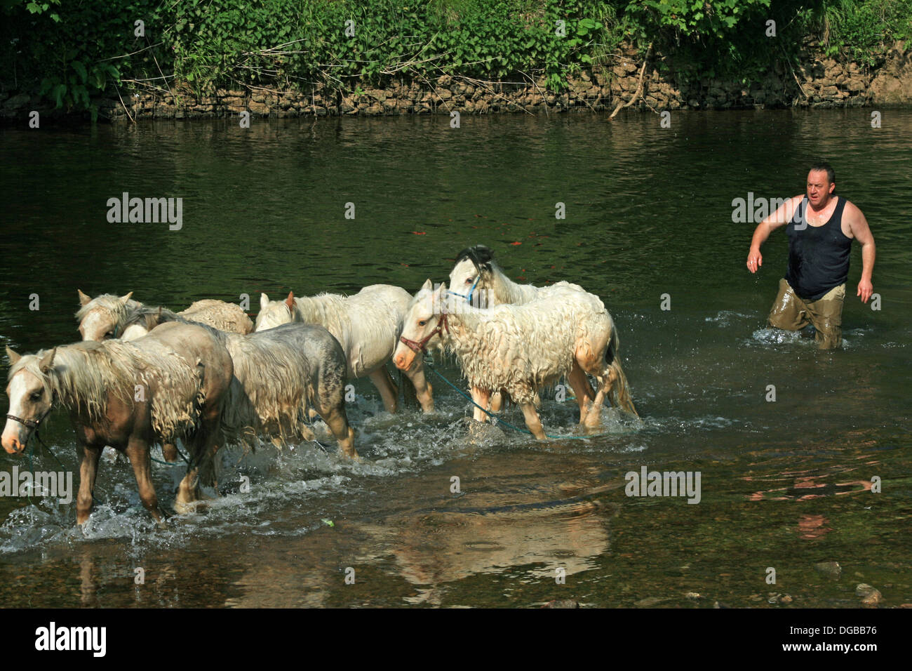 Horses getting washed in the River Eden at Appleby horse fair 2013 in