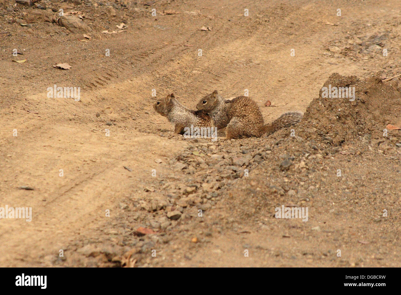 California Ground Squirrels mating. Stock Photo