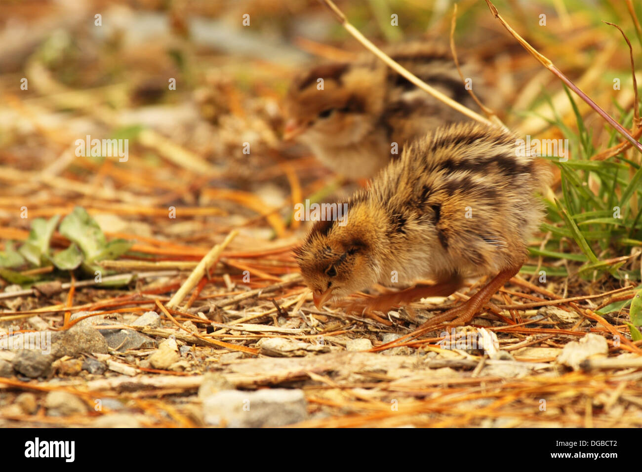 A baby California Quail looking for food Stock Photo Alamy