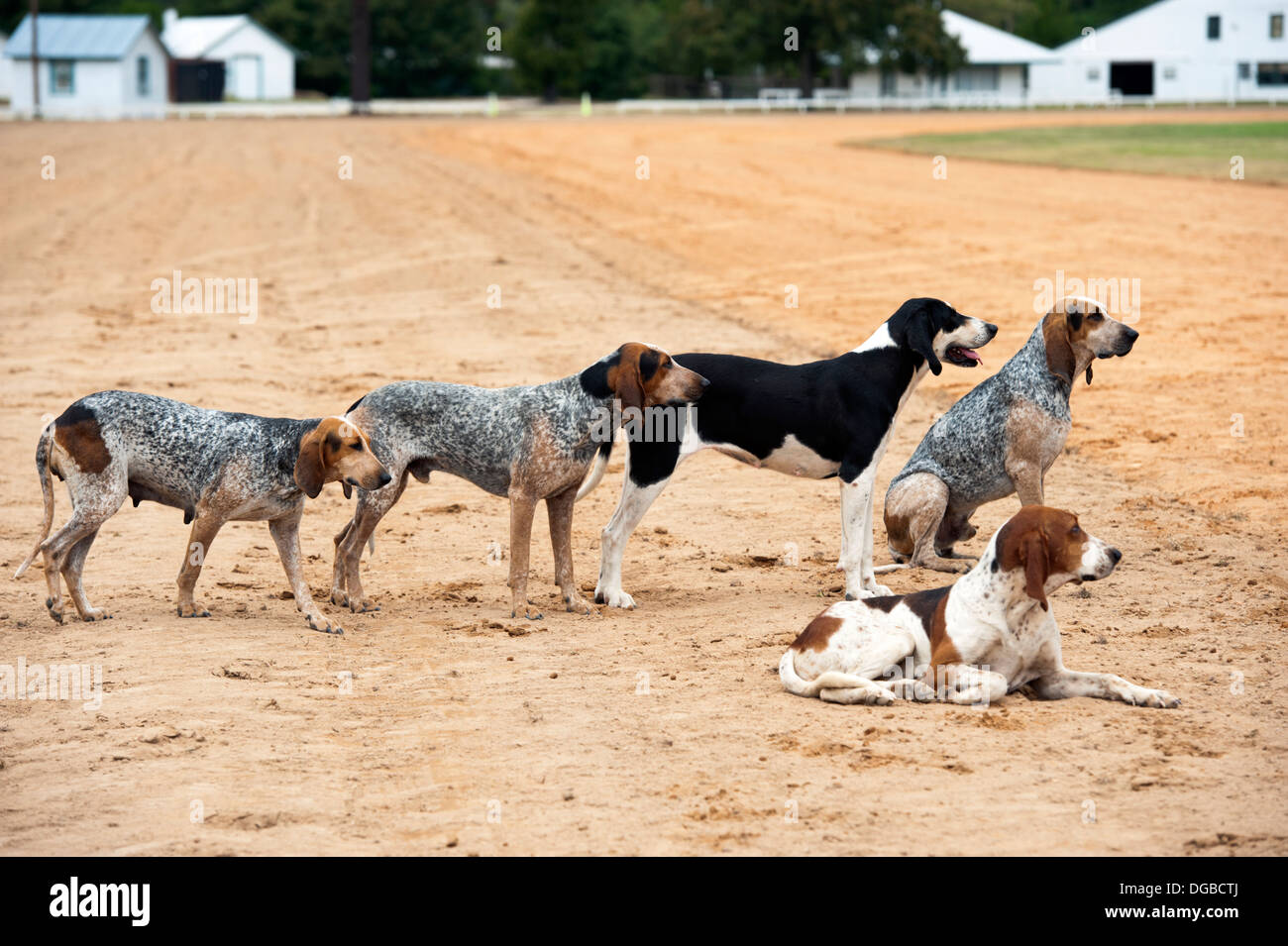 penn marydel foxhounds for sale
