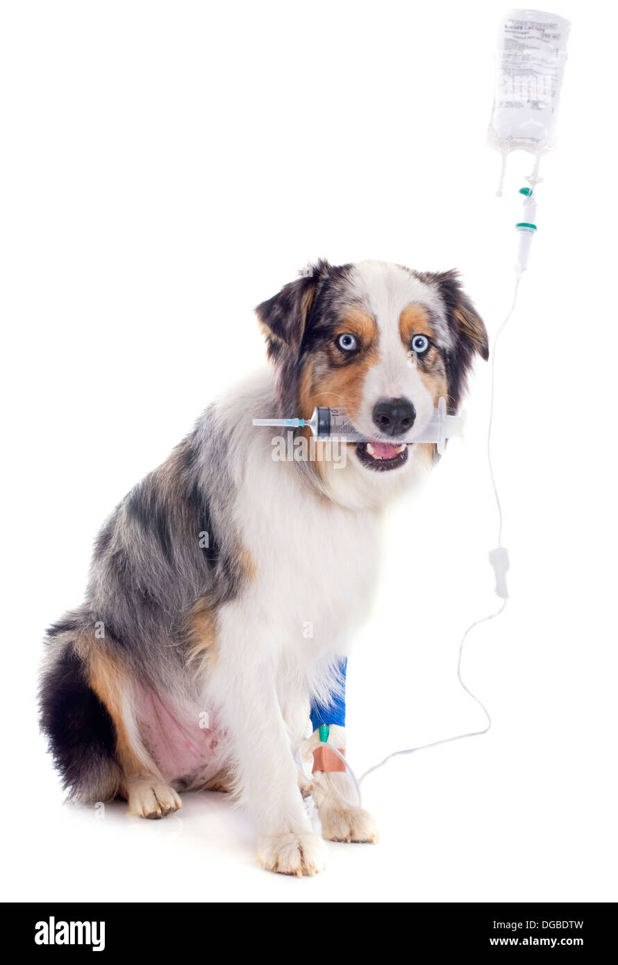 australian shepherd and perfusion in front of white background Stock Photo