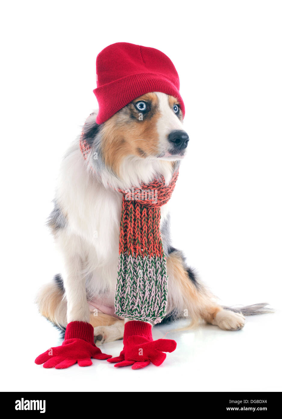 purebred australian shepherd with accessories in front of white