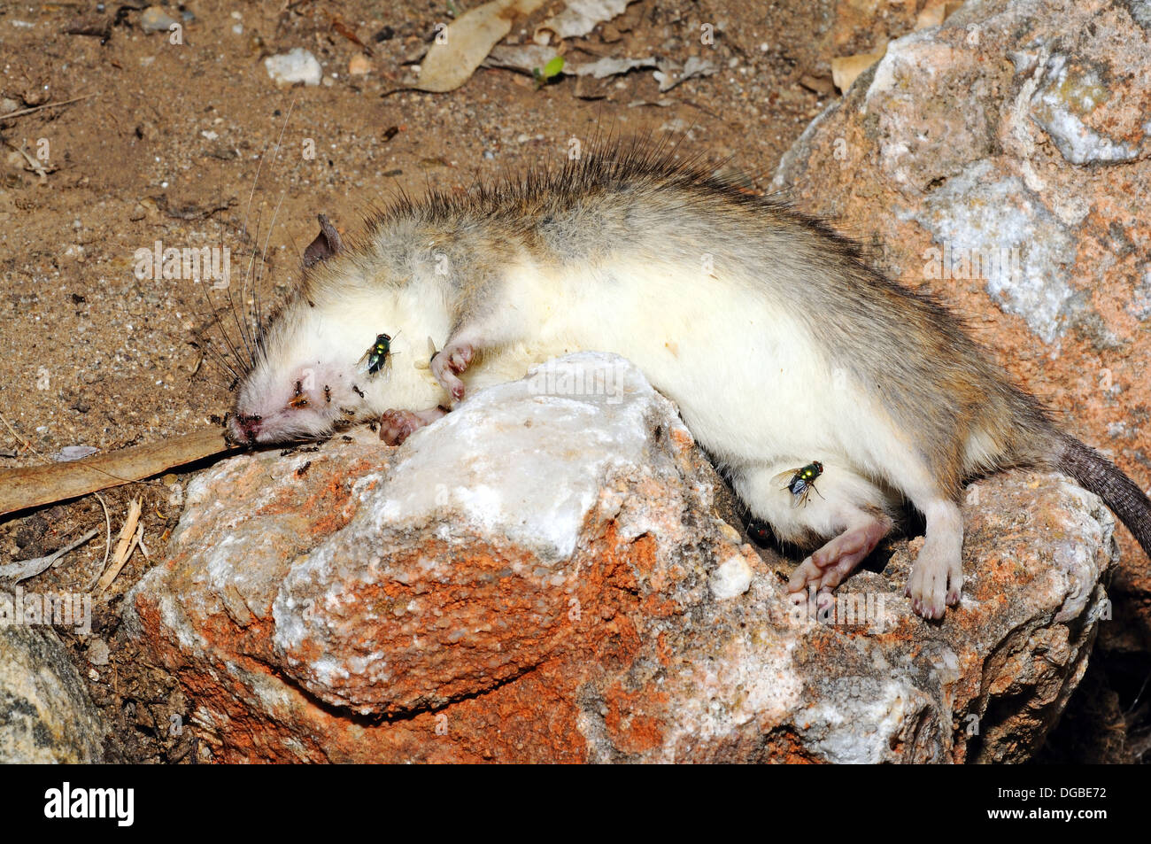 Rats eating insect hires stock photography and images Alamy
