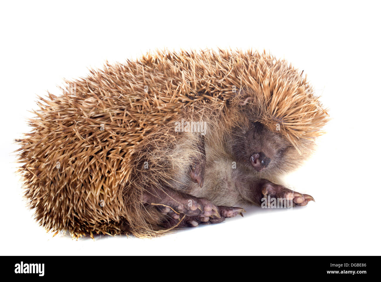 spiny forest hedgehog and kitten on a white background Stock Photo