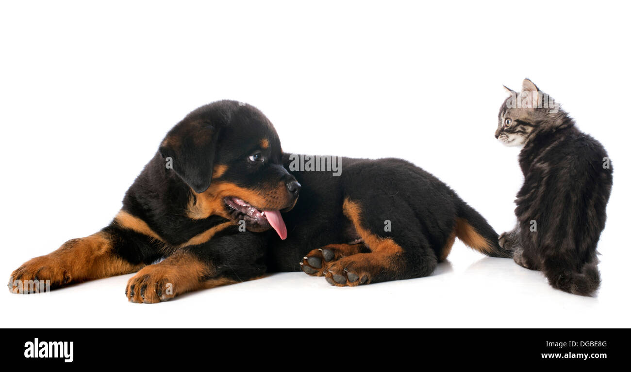 Do Rottweilers Get Along With Cats