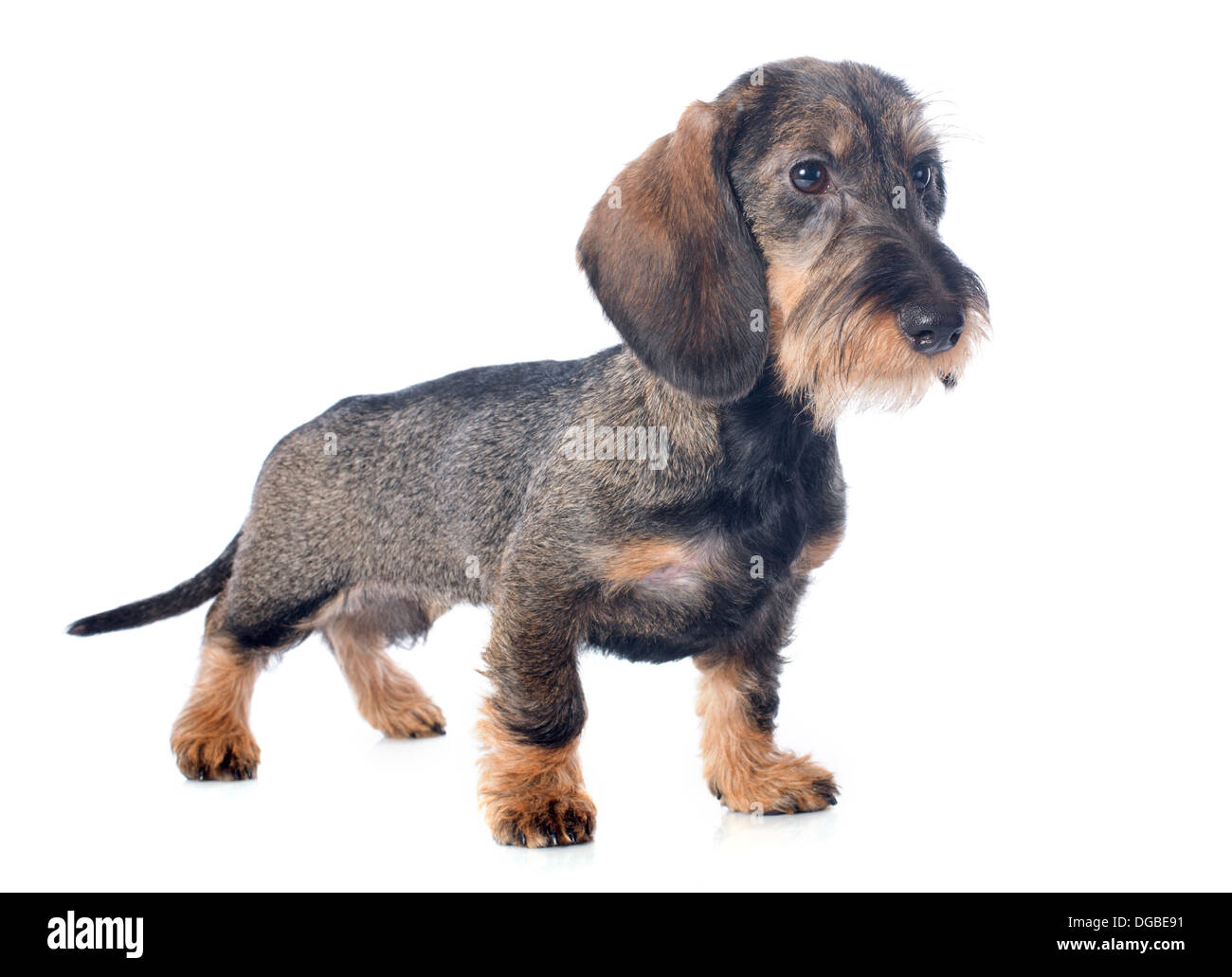 puppy Wire haired dachshund in front of white background Stock Photo